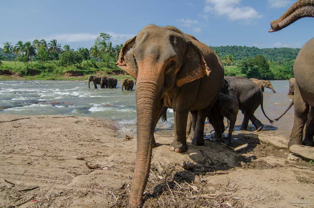 Пиннавела шри ланка. Шри Ланка слоны Пинавелла. Слоновий питомник Шри Ланка Пиннавела. Шри Ланка приют Пиннавела. Пинавелла питомник.